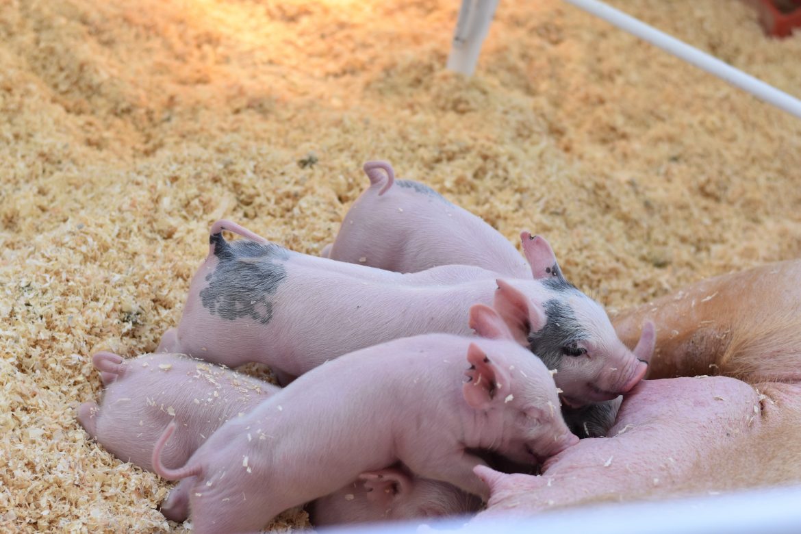 Agriculture : un père et son fils élèvent des vaches charolaises ensemble